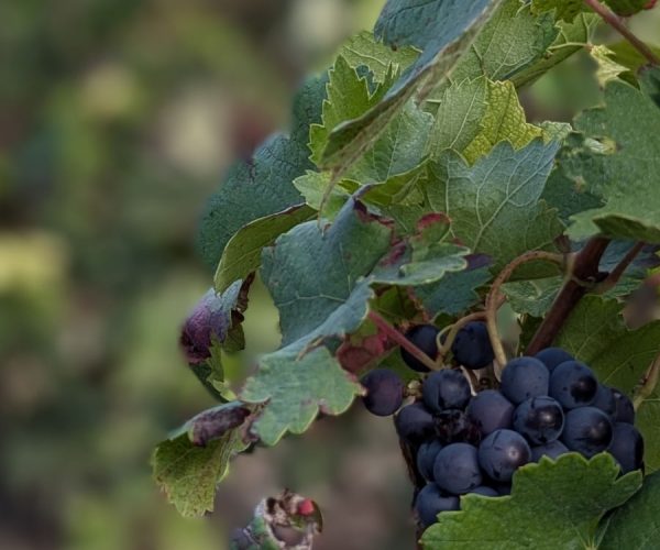 Viñedos Rioja Alavesa