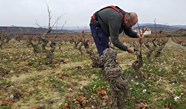 Viñedos Rioja Alavesa