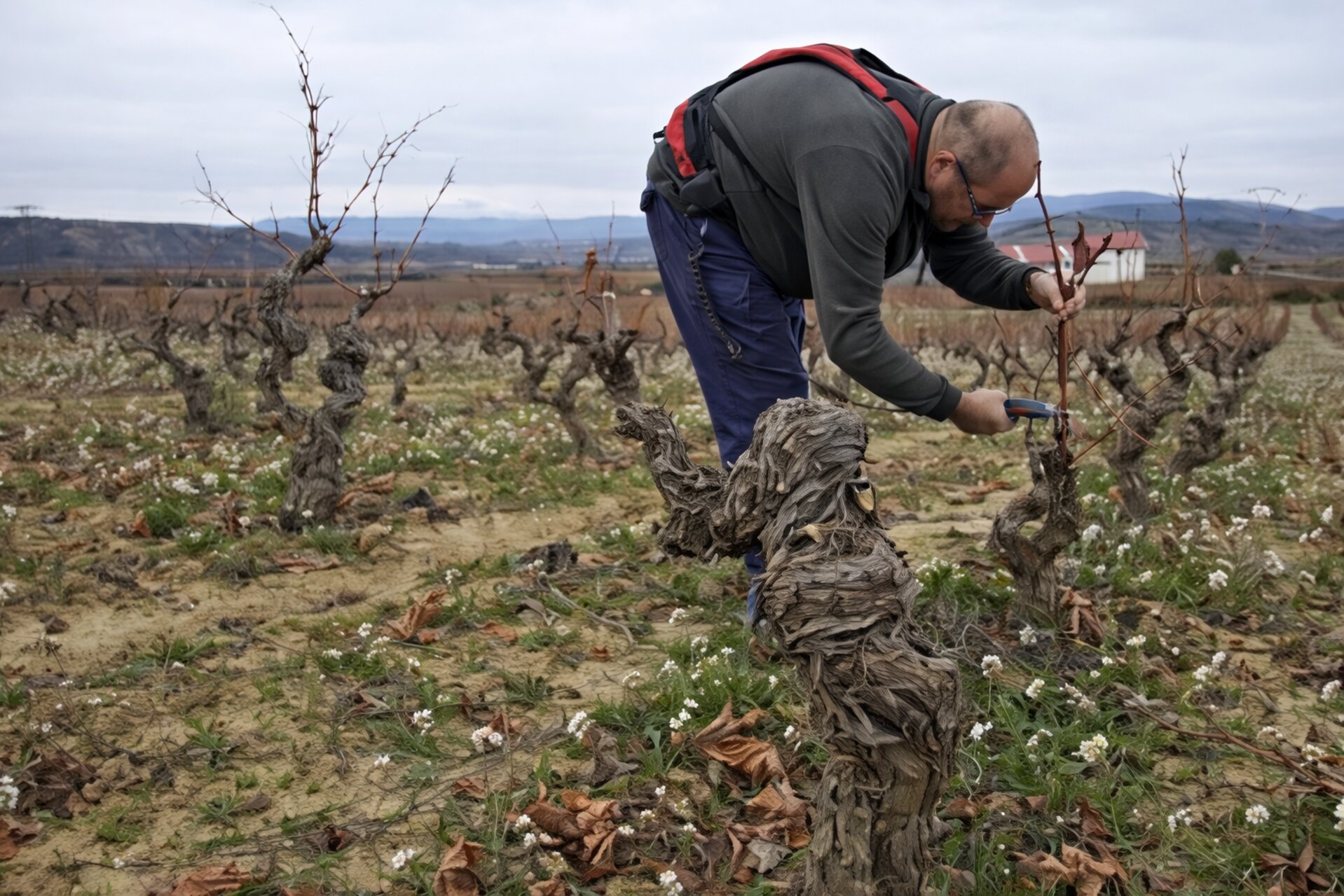 Viñedos Rioja Alavesa Viñedos Rioja Alavesa