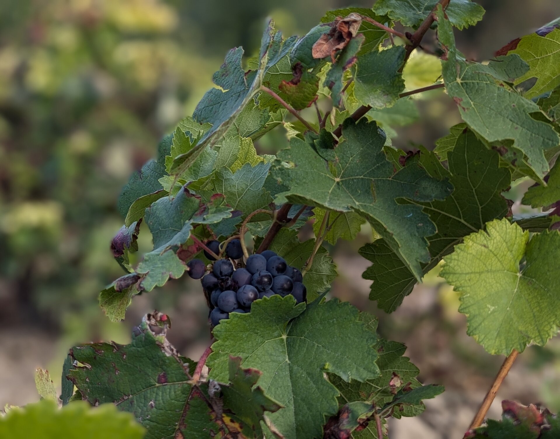 Viñedos Rioja Alavesa Viñedos Rioja Alavesa